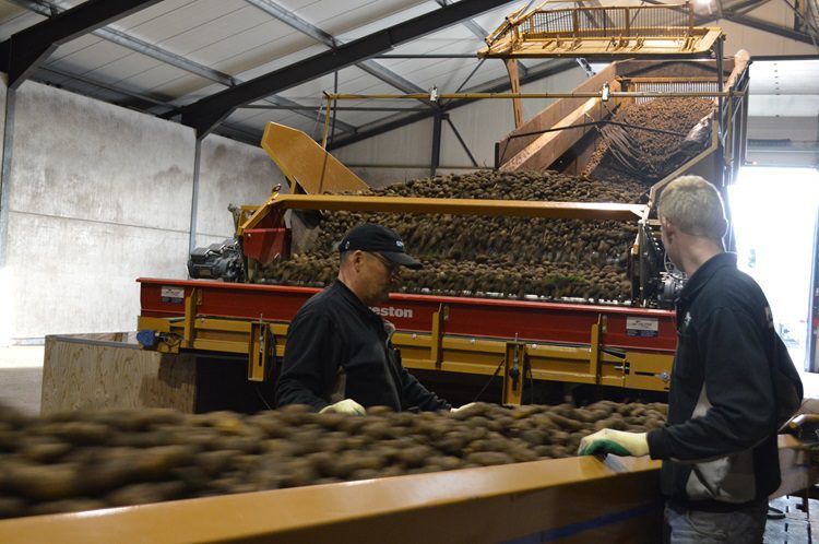 FOTO 4 Gerooide aardappelen PLOEGMAKERS .750