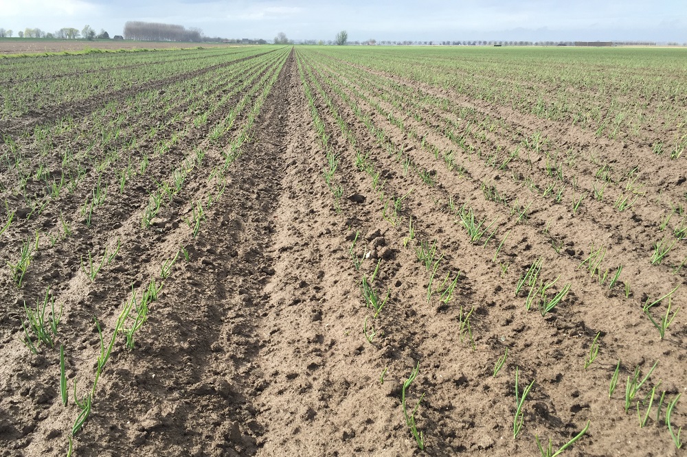 Eerste vondst Scirtothrips dorsalis in buitenteelt zonder duidelijke herkomst