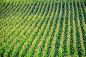 Geen hogere kosten bij geïntegreerde onkruidbestrijding in mais
