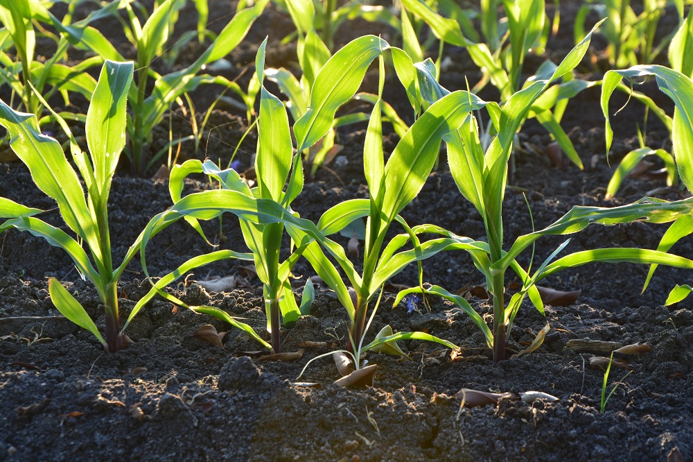 Tot 13% meeropbrengst mais door bodemverrijking met kleigrond