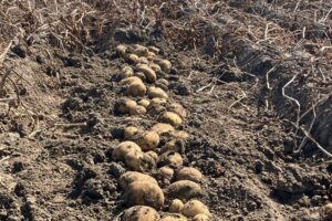 PotatoEurope 2025: Rooiveld klaar voor actie