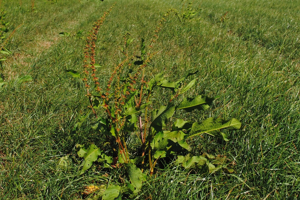 “Najaar bij uitstek geschikt moment voor onkruidbestrijding in grasland” 