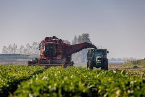 Bietencampagne 2025 van start: minder areaal, hogere opbrengst