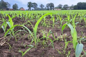 Steeds meer focus op minder groeidagen