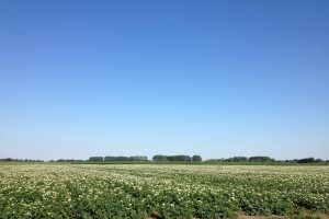 Praktijkervaringen met digestaat als alternatief voor kunstmest
