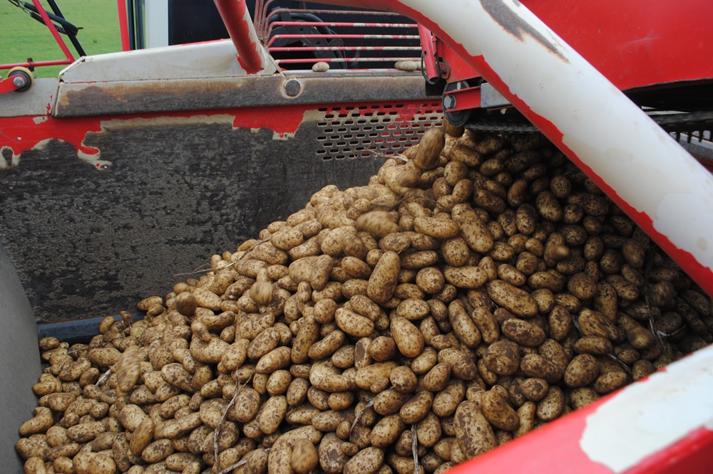 NVWA roept telers op om scherp te blijven op aardappelmoeheid