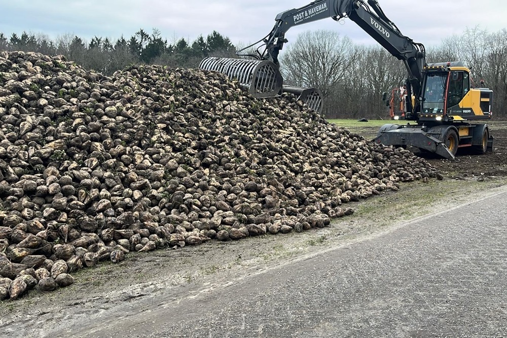 Droogte drukt suikeropbrengst: Cosun verwacht 25 procent minder bieten